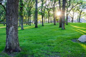 Area of trees
